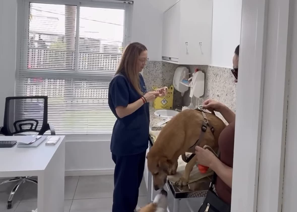 Ambiente interno da Clinicale Veterinária